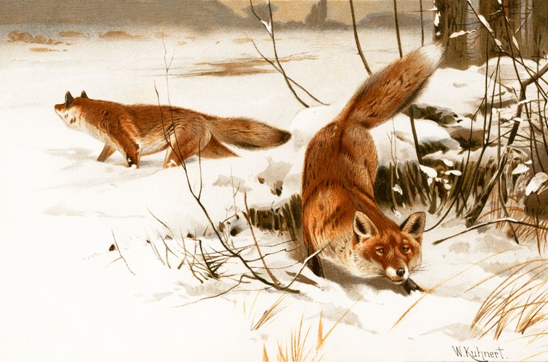 Common Fox by Wilhelm Kuhnert