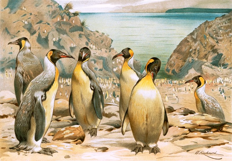 Giant Penguins by Wilhelm Kuhnert