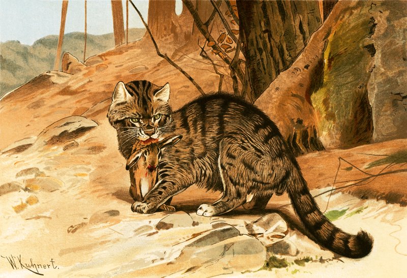 Wild cat by Wilhelm Kuhnert