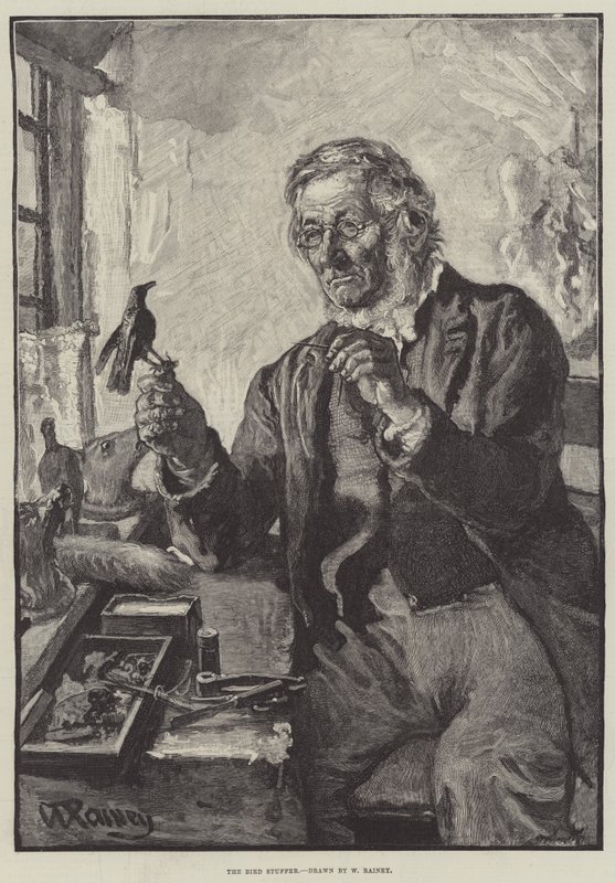 The Bird Stuffer by William Rainey