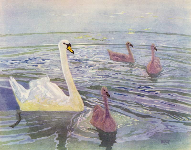 Swan and Cygnets by William Giles