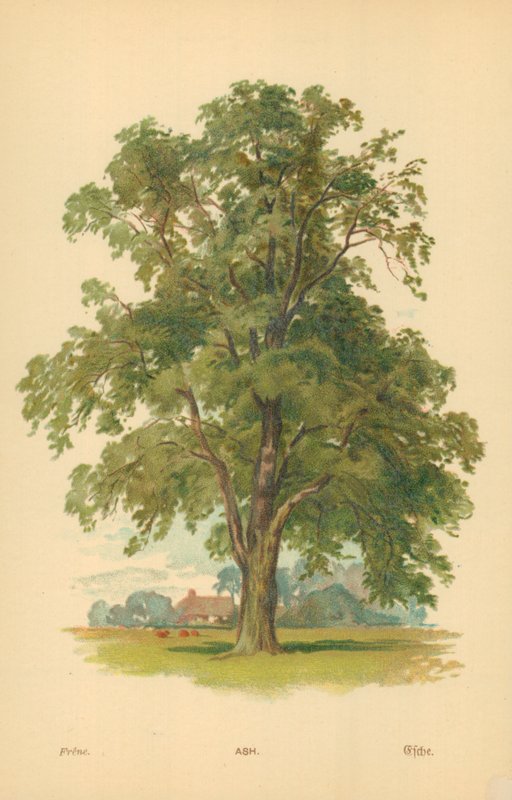 Ash by William Henry James Boot