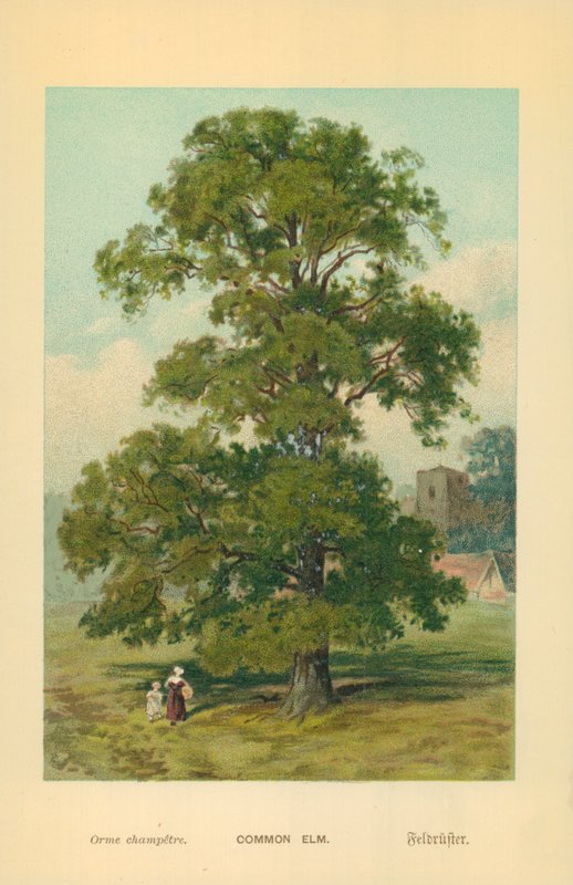Common Elm by William Henry James Boot