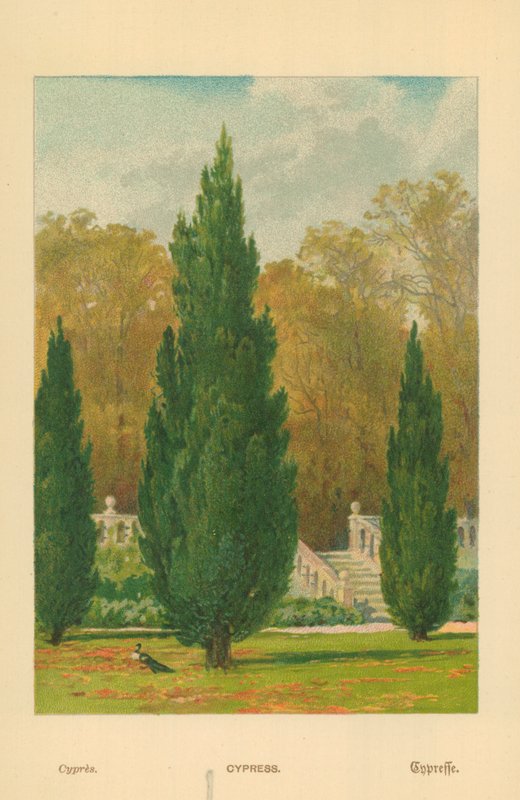 Cypress by William Henry James Boot