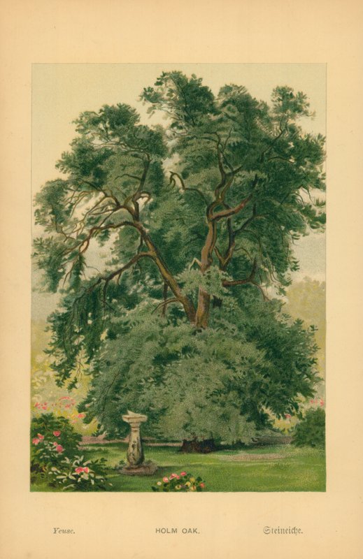 Holm Oak by William Henry James Boot