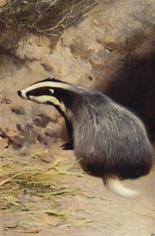 Badger by after Wilhelm Kuhnert