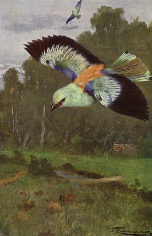 Blue Roller by after Wilhelm Kuhnert