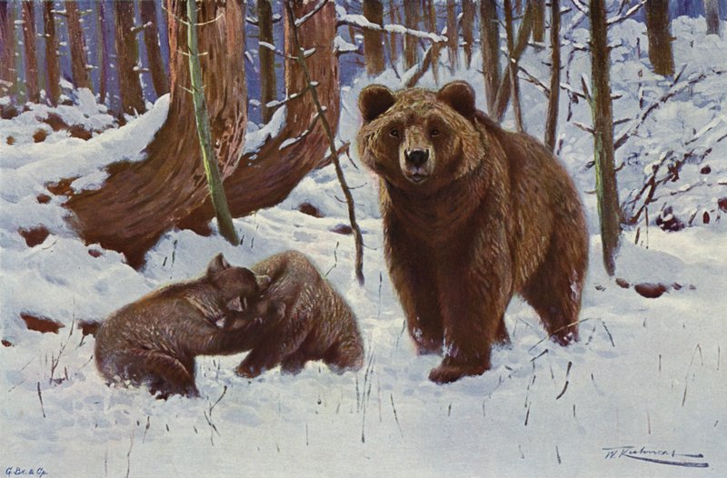 Brown Bear by after Wilhelm Kuhnert