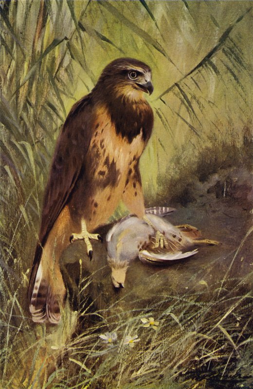 Buzzard by after Wilhelm Kuhnert