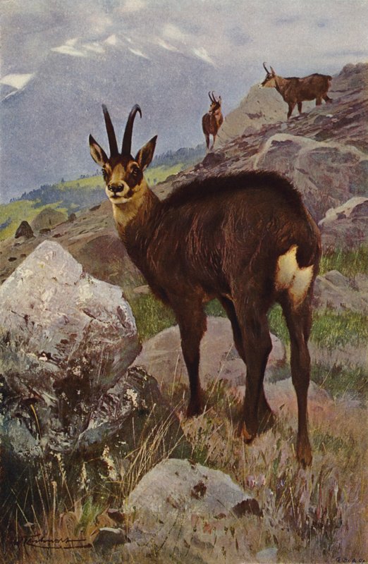 Chamois by after Wilhelm Kuhnert