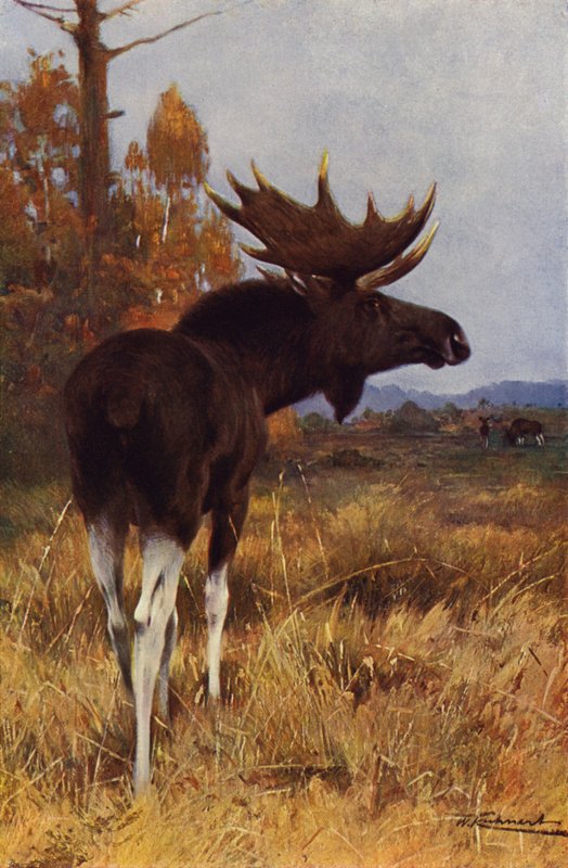 Elk or Moose by after Wilhelm Kuhnert