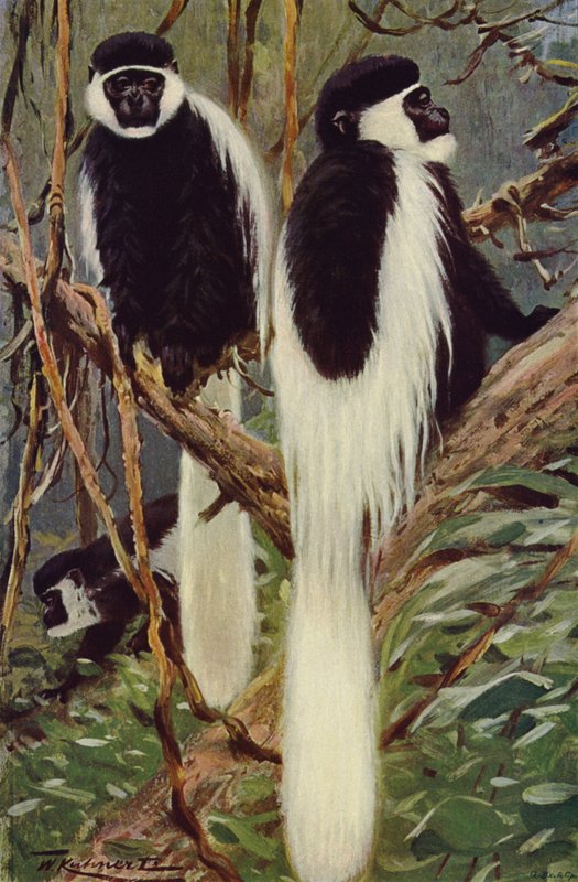 Guereza by after Wilhelm Kuhnert