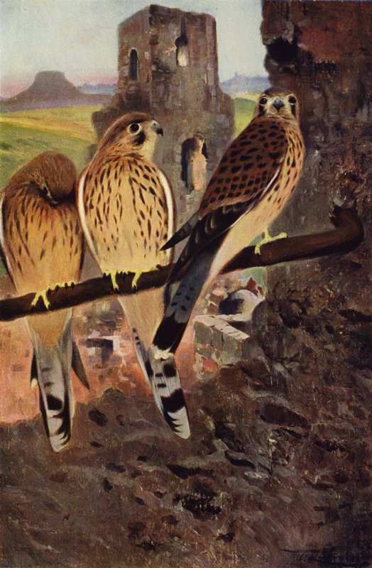 Kestrel by after Wilhelm Kuhnert