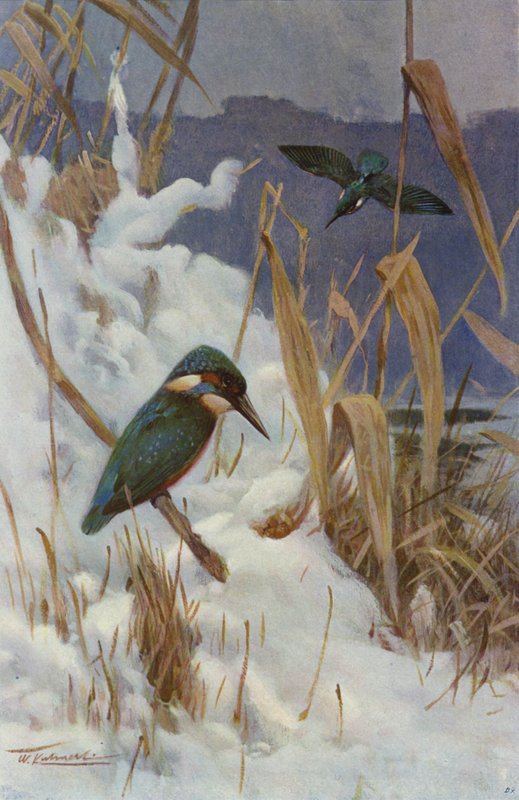 Kingfisher by after Wilhelm Kuhnert