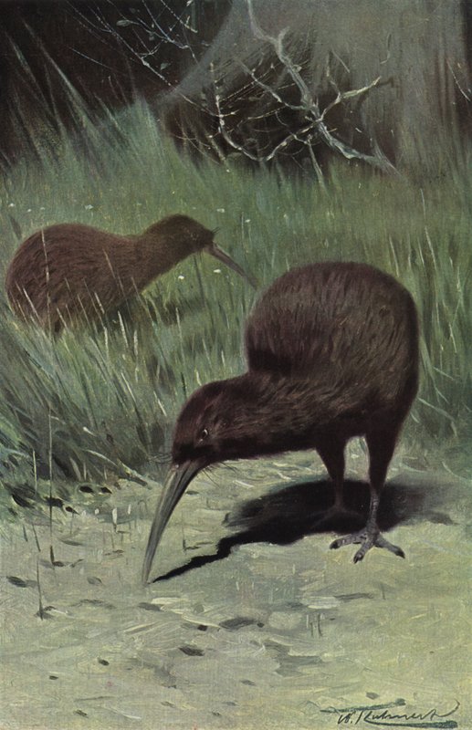 Kiwi by after Wilhelm Kuhnert