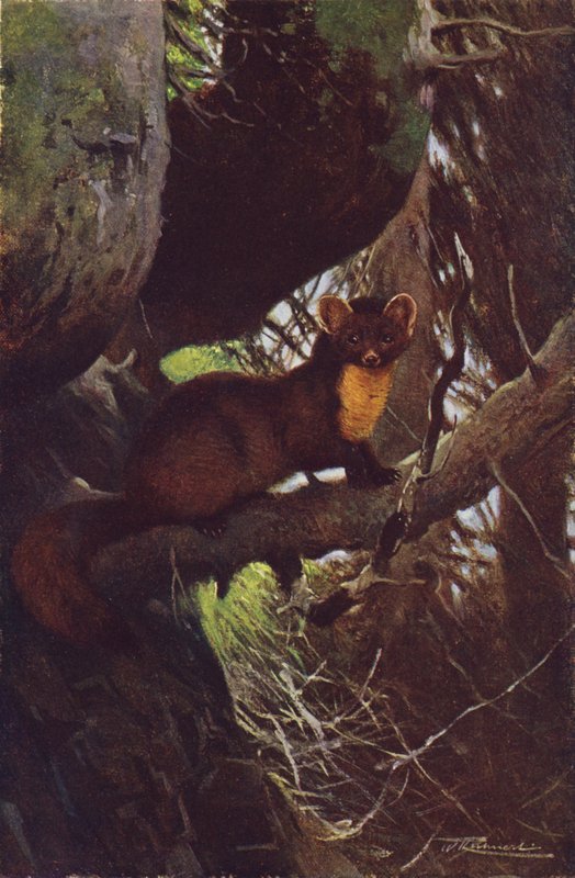Pine Marten by after Wilhelm Kuhnert