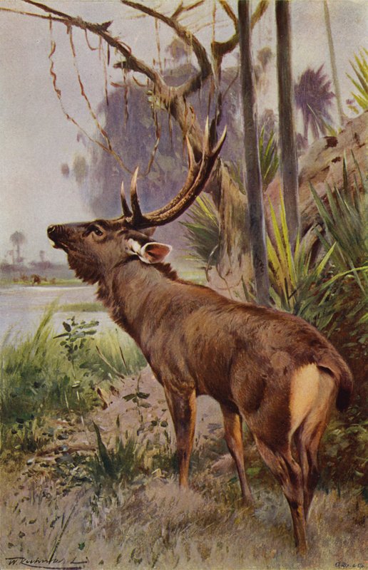 Sambar by after Wilhelm Kuhnert
