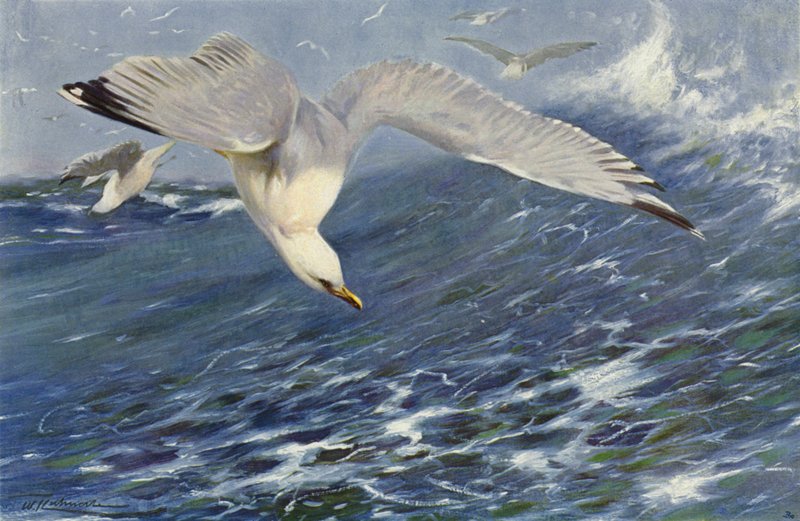 Silver Gull by after Wilhelm Kuhnert